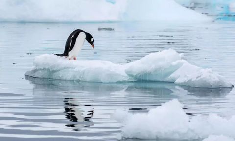Antarktika Deniz Buzu Seviyeleri Rekor Düşük Seviyede