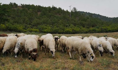 Kahramanmaraş'ta Şap Hastalığı Nedeniyle Karantina Uygulaması Başlatıldı