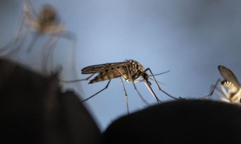 Yaz Aylarında Sivrisinek ve Kenelerden Kurtaran Yöntemler