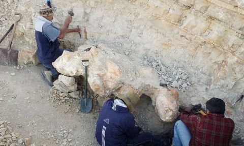 Belçika'da 39 Milyon Yıllık En Ağır Hayvan Fosili Bulundu