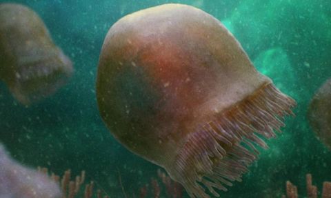 Bugüne dek bulunan en eski denizanası türü keşfedildi