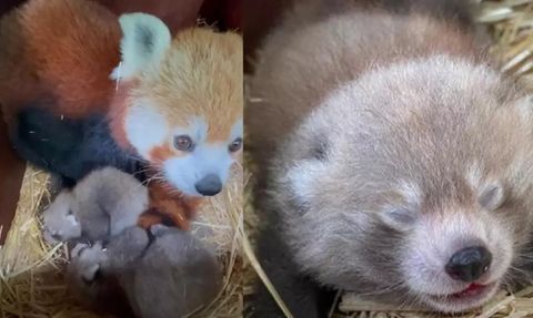Nesli Tükenmekte Olan Kızıl Panda Nüfusuna İkiz Yavru Katıldı
