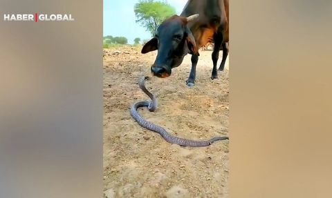 İnek ve Yılanın İlginç Oyunu Sosyal Medyayı Salladı