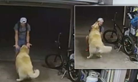 Hırsızla Golden'ın Karşılaşması Sevgi Yumağına Dönüştü