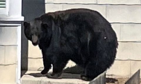 ABD'nin Kaliforniya Eyaletinde 230 Kiloluk Ayı Yakalandı