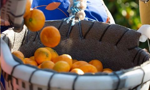 Türkiye Narenciye Üretiminde Rekor Seviyede