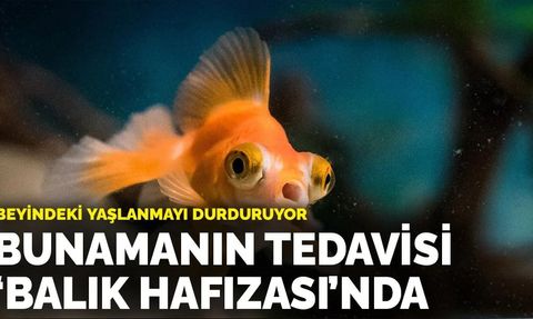 Beyindeki yaşlanmayı durduruyor: Bunamanın tedavisi 'balık hafızası'nda