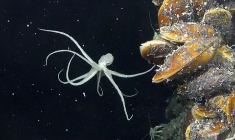 Derin Okyanuslarda Yeni Bir Yaşam Keşfedildi