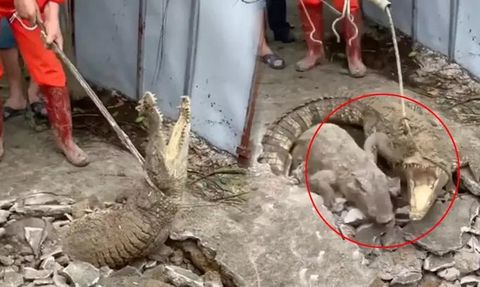 Hindistan'da Kaldırımın Altında Üç Timsah Görüldü