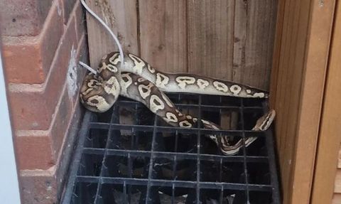 Londra'da Bulunan Kraliyet Pitonunun Sahibi Aranıyor