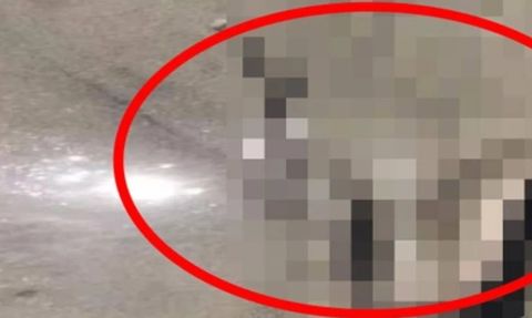 Plajda Yılan İstilası: Çığlıklar İçinde Yardım İstedi