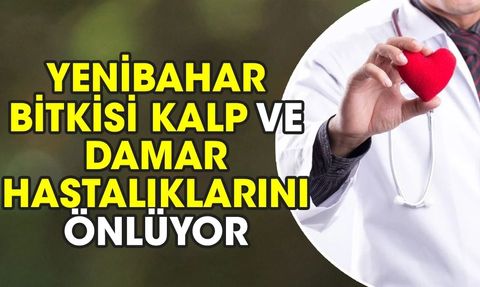 Yenibahar Bitkisi: Kalp ve Damar Hastalıklarını Önlüyor