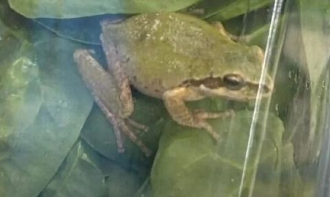 ABD'de Ispanak Paketinde Canlı Kurbağa Bulundu