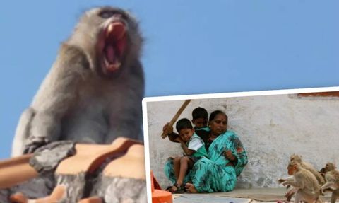 Maymun 4 Aylık Bebeği Çatıdan Aşağı Attı