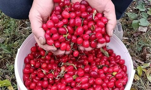 Kızılcığın Sağlığa Faydaları ve Yan Etkileri