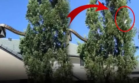 Avustralya'da Dev Piton Panik Yarattı