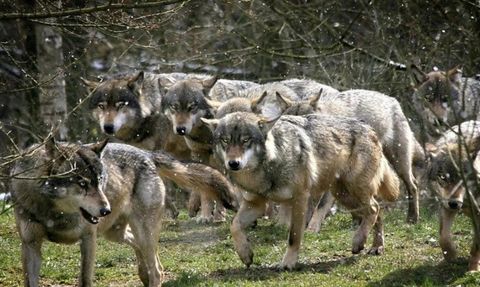 Kurtlar Amerika'da Paniğe Neden Oldu