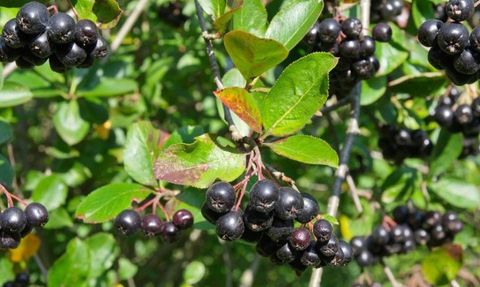 Kanserin Tek Çaresi Bu Meyvede! İşte Mucize Meyve: Aronya