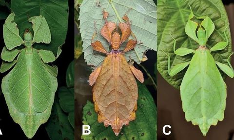 Yedi Yeni Yaprak Böceği Türü Keşfedildi