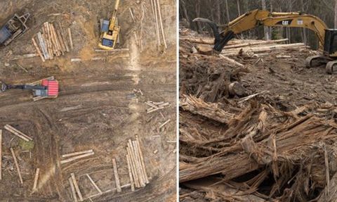 Avustralya'da Milli Parkta Yapılan Çalışmada Şok Keşif