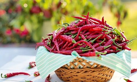 Acı Biberi Kokladıktan Sonra Hastanelik Oldu! Aylardır Tedavi Görüyor