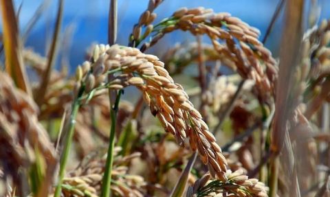 Samsun Bafra'da Çeltik Hasadı Yaklaşıyor