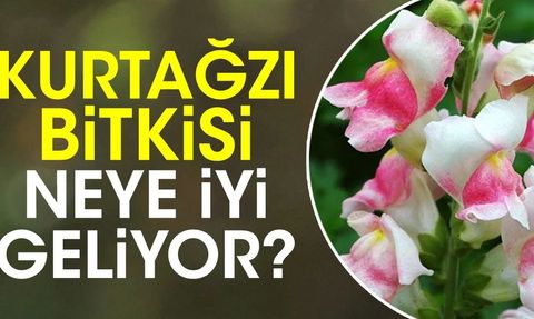 Kurtağzı Bitkisi Çocuk Sindirim Sistemine İyi Geliyor