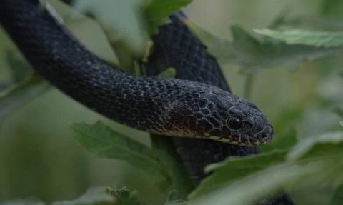 Yılanlarla İç İçe Bir Yaşam! Geçimini de Yılanlarla Sağlıyor