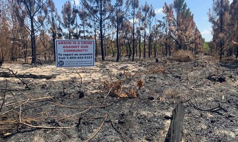 Louisiana'daki Orman Yangınlarının Kundaklama Sonucu Çıktığı Tespit Edildi