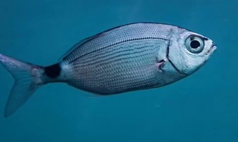 Balıklar En Çok Bu İnsanları ISIRIYOR!