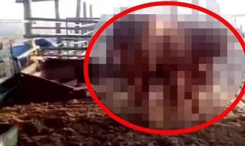 Kırmızı Düve Kehaneti: Dünyanın Sonu Yaklaşıyor