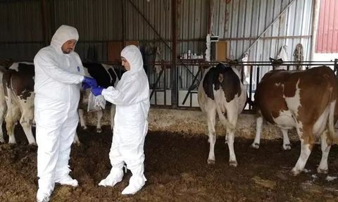 Şap ve Koyun Keçi Vebası Salgınına Karşı Alınan Önlemler Tatbikatla Uygulandı