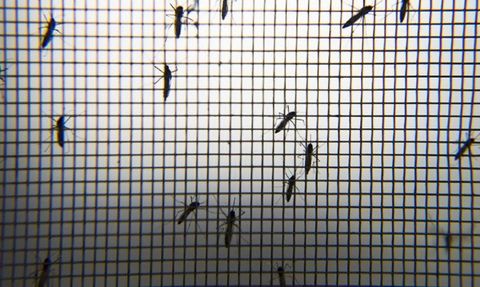 Martinik ve Guadeloupe'ta Dang Humması Vakaları Artıyor