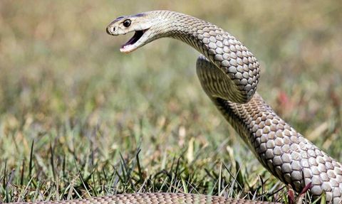 Avustralya'da Yılan Saldırısı Sonucu Bir Kişi Hayatını Kaybetti