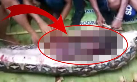 Endonezya'da Dev Piton Vakaları: Kan Donduran Olaylar