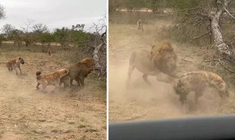 Nadir Görülen Anlar: Sırtlan Sürüsü Aslana Saldırdı