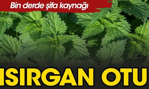 Isırgan Otu ve Dulavrat Otu Faydaları