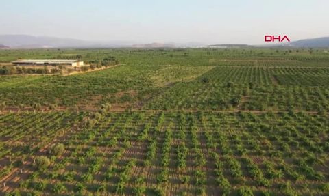 İslahiye'de Sofralık Üzüm Hasadı Devam Ediyor