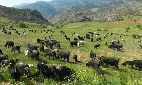 Mersin'de Keçi Otlatan Çobana 728 Bin Lira Para Cezası