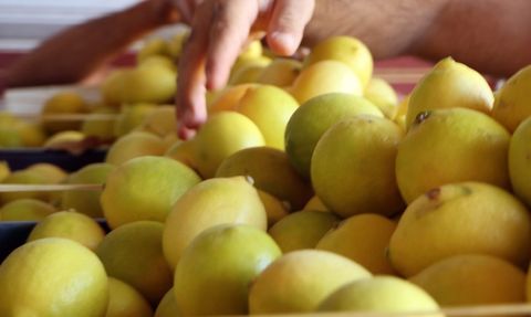 Adana'da Limon Fiyatları Fahiş Artış Gösteriyor