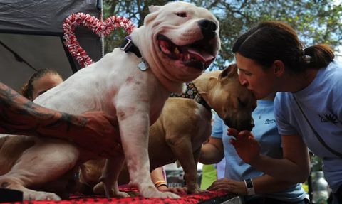 İngiltere Başbakanı Amerikan Bully XL Köpeklerini Yasaklayacak