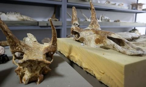 Yamula Barajı Çevresindeki Fosil Kazıları