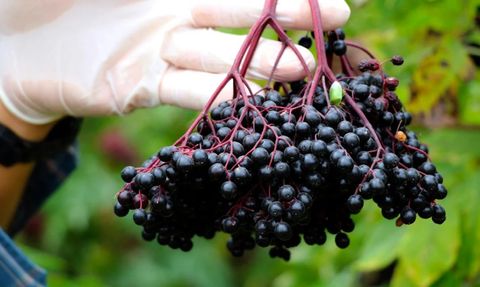 Covid-19, Omicron ve Eris Varyantlarını Yok Eden Aronya Meyvesi