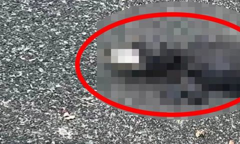 Yaralı Bir Timsah Florida'da Bulundu