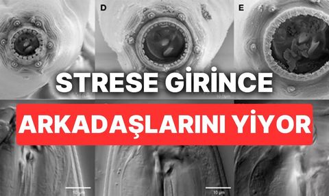 Allodiplogaster sudhausi: Stresli Kurtçukların Yamyam Davranışı