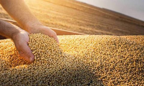 D Vitamini ve Nefrolityazis