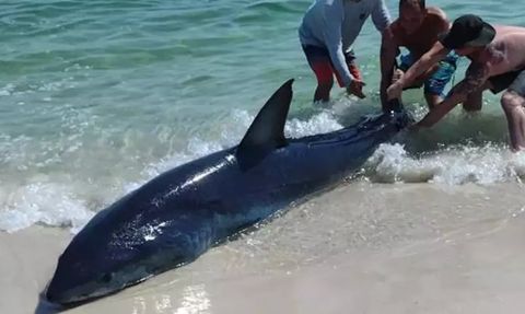 Kıyıya Vuran Köpek Balığının Kurtarılması