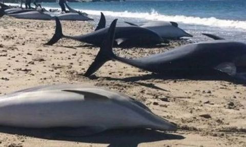 Brezilya Amazonlarında Ölümler: Su Sıcaklığı ve Kuraklık Etkisi