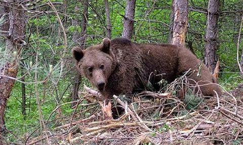 Park Yetkilileri Ayı Saldırısı Sonucu Ölen Çifti Buldu