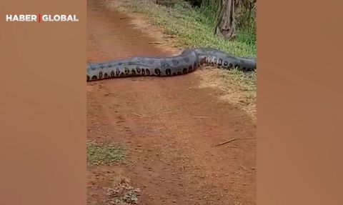 Yoldan Karşıya Geçen Dev Anakonda ve Peşindeki Yılanlar